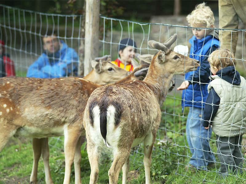 Wildgehege Wildgehege in Moritzburg – eine Gruppe von Kindern füttert das junge Reh